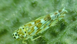 ‘Sage’ advice for controlling leafhopper on herbs